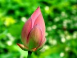 Thumbnail for the post titled: 禪修入門指導